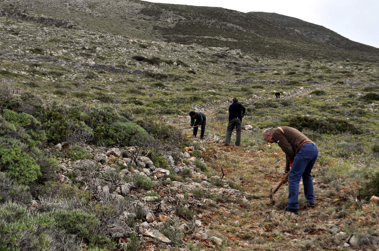 Kythera trail clearing