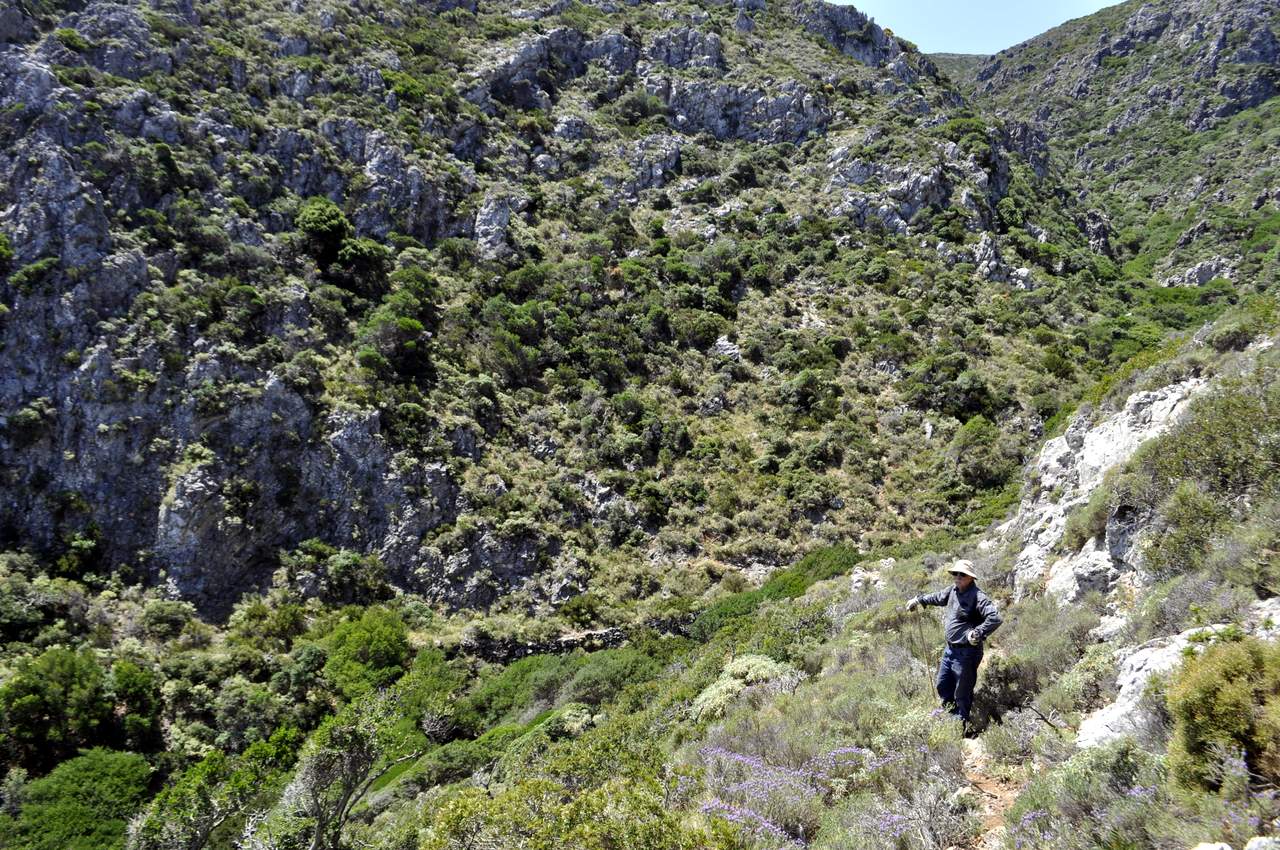 Βλάστηση Μονοπάτι Paths of Greece before clearing trail