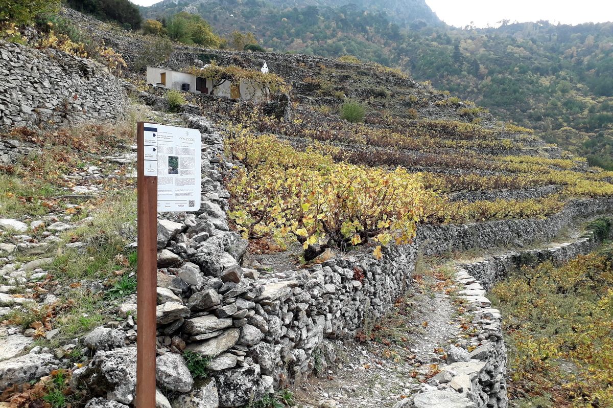 sign-posting path of the muscat vineyards