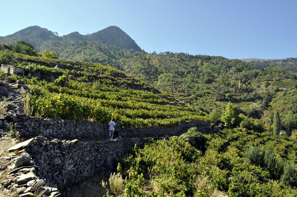 panorama of the path of the muscat vineyards