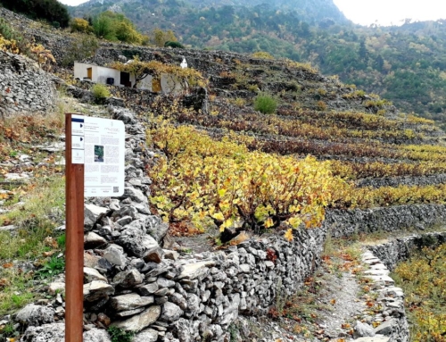 Muscat Vineyards Path