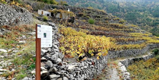 Samos Paths of the Muscat Vineyards