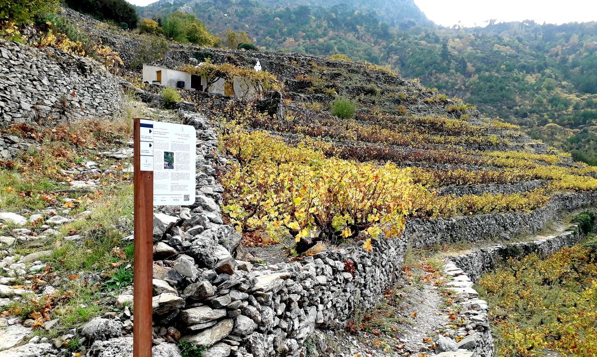 Samos Paths of the Muscat Vineyards